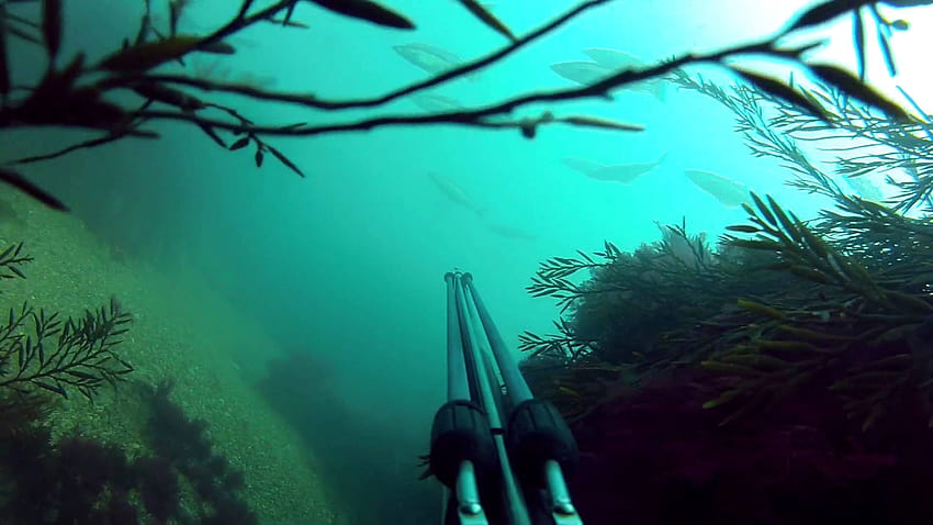 Pesca submarina, Portada de alta definición, Dimitrije Menichino fondo de pantalla