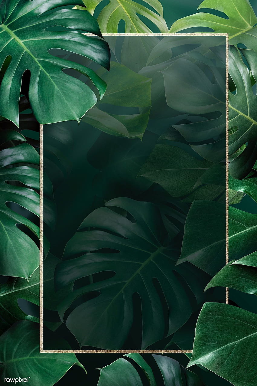 골든 직사각형 몬스테라 잎 프레임의 프리미엄 일러스트레이션 HD 전화 배경 화면