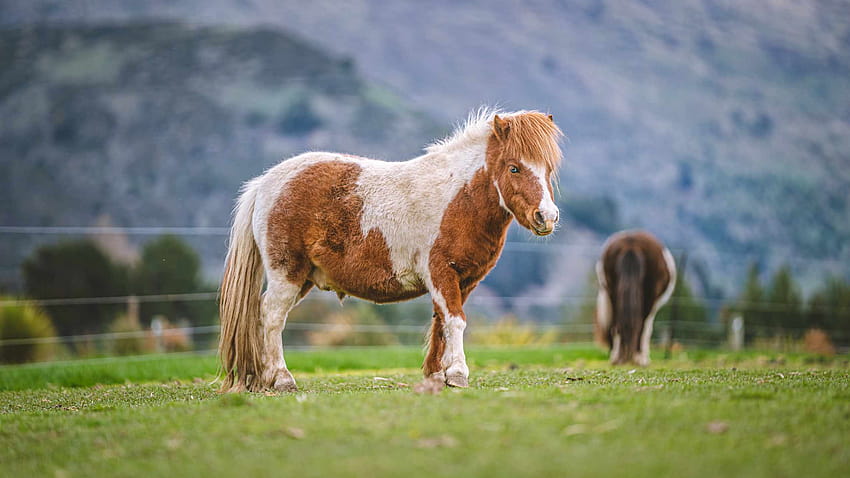 The 12 Smallest Horse Breeds Around the World, miniature horse HD wallpaper
