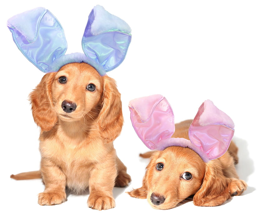25 chiens qui posent pour leurs cartes de voeux de Pâques, Pâques chien Fond d'écran HD