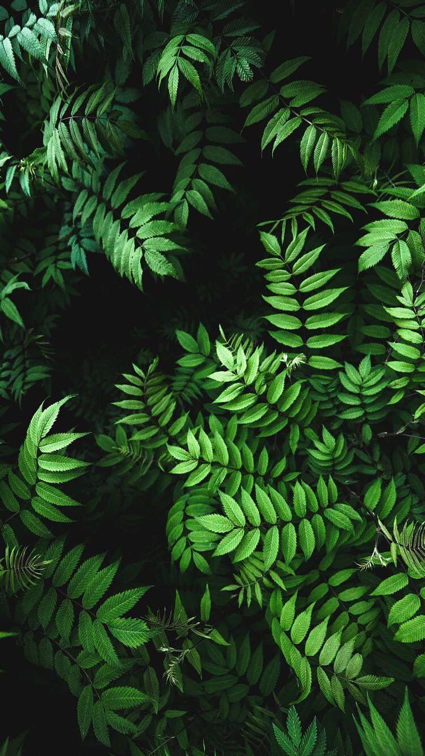Hojas verdes, estética de hojas verdes. fondo de pantalla del teléfono