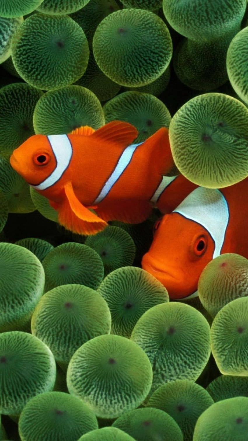 Ocean Magic Live Wallpaper: Sea Anemone with Orange Fish 🎻🪐🌠 /60): -  free download