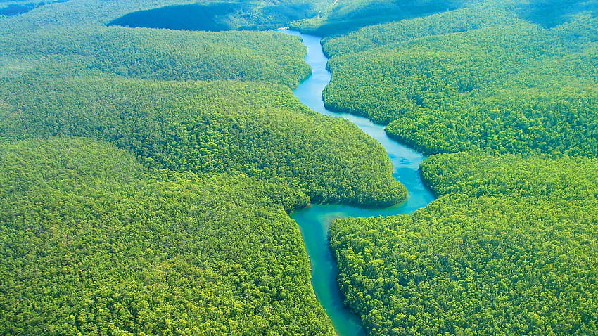 Дъждовните гори на Амазонка, Амазония HD тапет