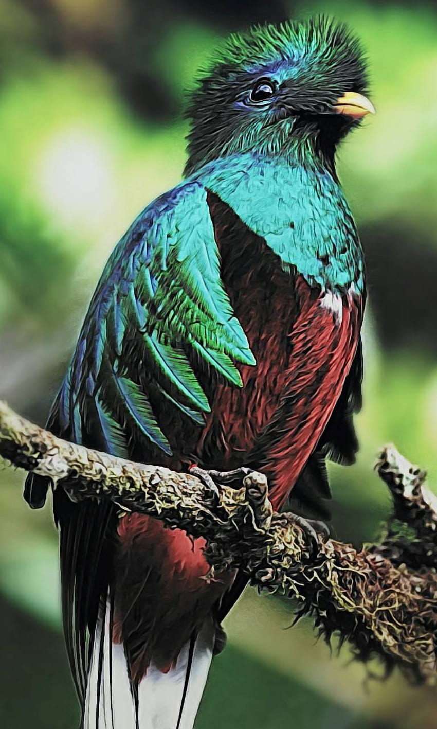 Quetzal Bird by Nav_rockz HD phone wallpaper