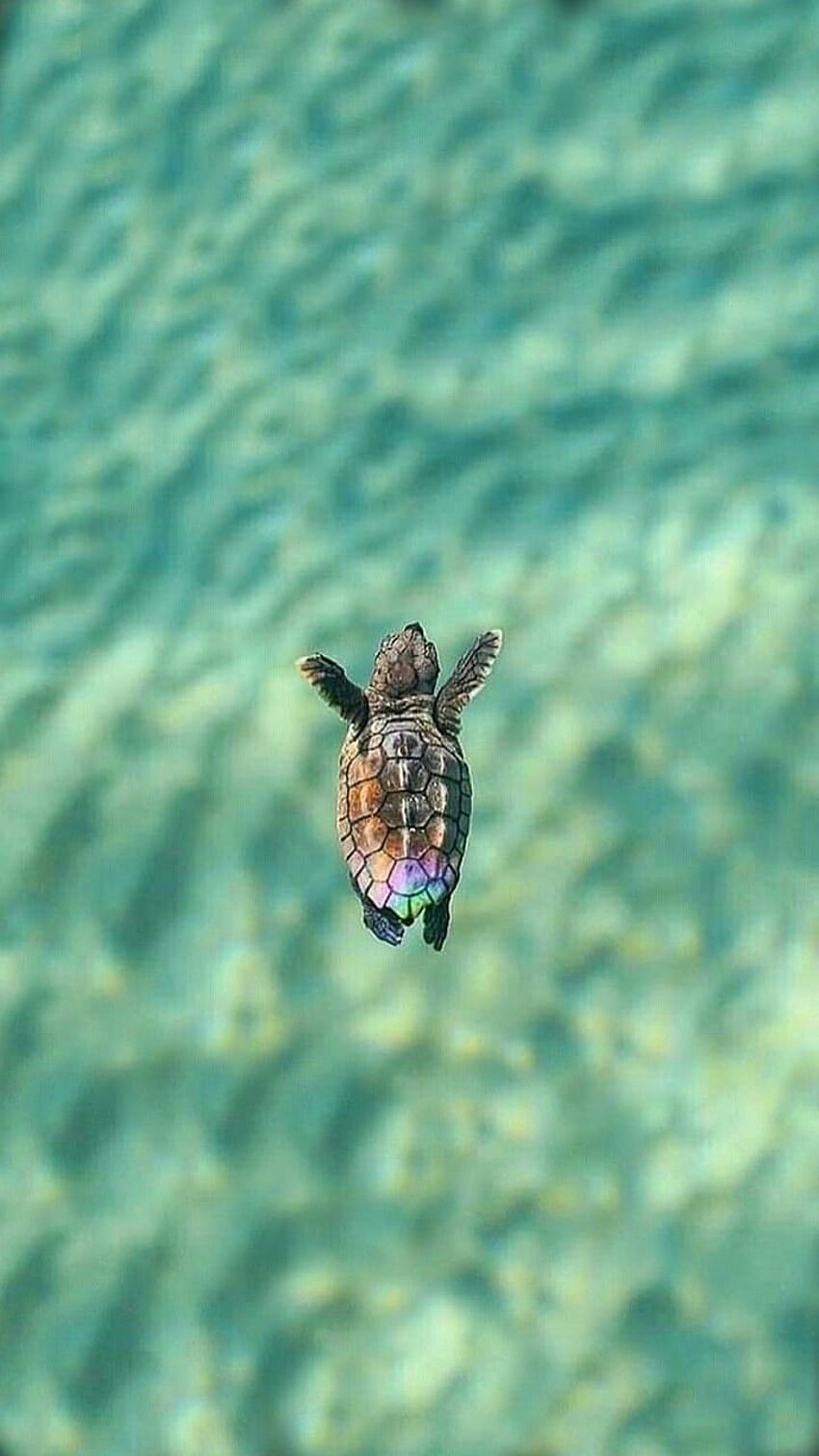 Iphone Baby Sea Turtle เต่าทะเลน่ารัก วอลล์เปเปอร์โทรศัพท์ HD