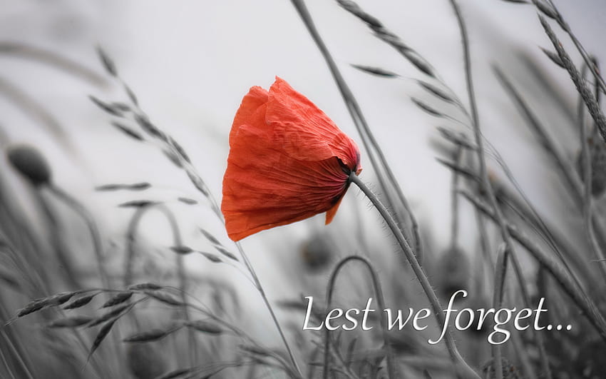 NOVEMBER 2016 – ISSUE 228 – LEST WE FORGET HD wallpaper