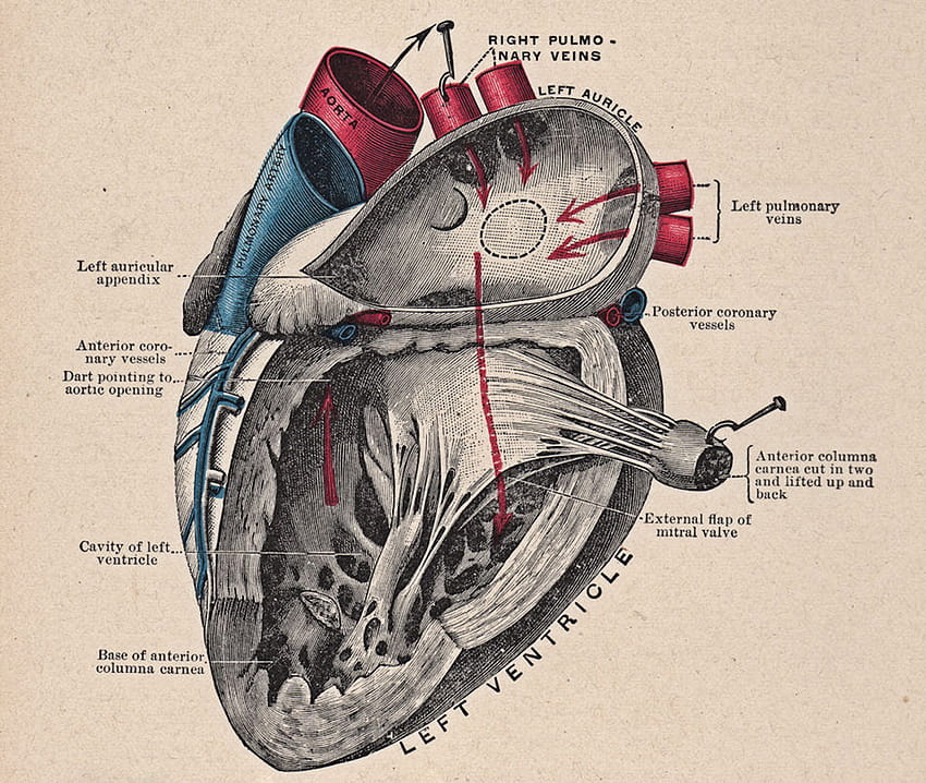 7 dessins cardiaques anatomiques ! Fond d'écran HD