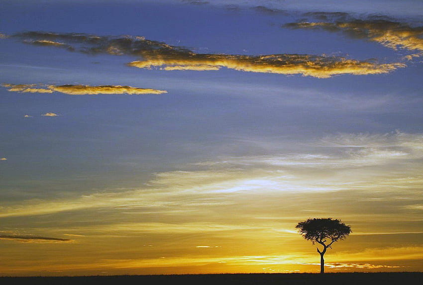 Kenia Tag : Wedel Pflanzen Kenianische Bäume Palm Sky Bridge, Lake Turkana HD-Hintergrundbild