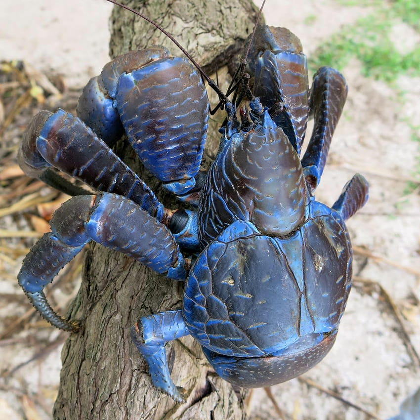 Coconut Crabs: All about the heaviest and strongest crabs HD phone wallpaper