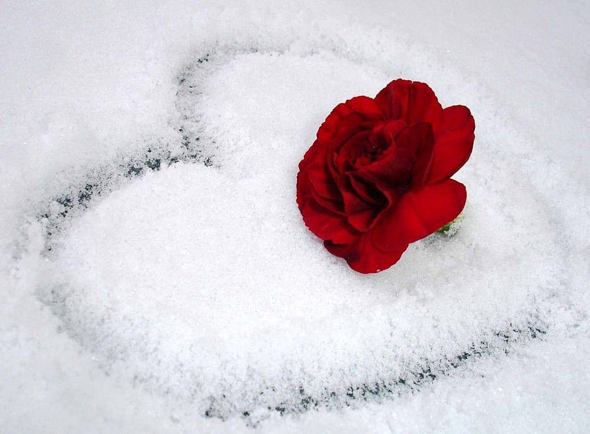 Flowers: Red White Snow Whiteness Rose Heart Love Flower, heart rose HD wallpaper