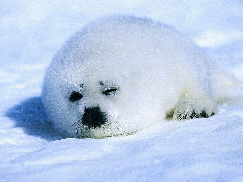 Baby Harp Seal, małe foki Tapeta HD