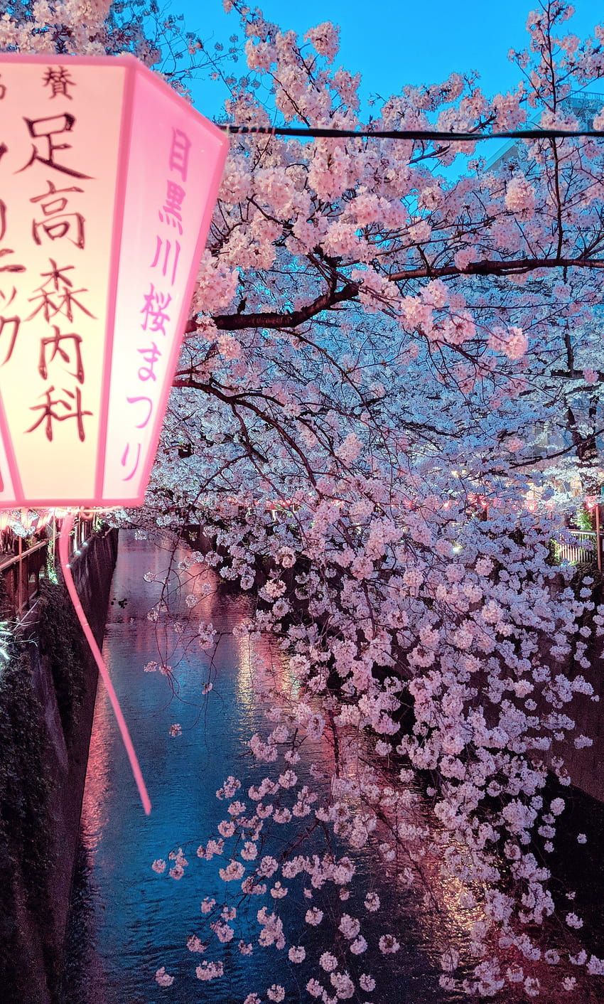 Hier soir à Nakameguro Tokyo, esthétique arbre sakura Fond d'écran de téléphone HD