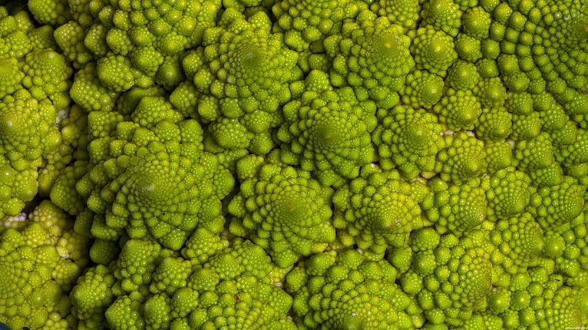 Fractals In Nature Ultra 3840x2160, cauliflower HD wallpaper