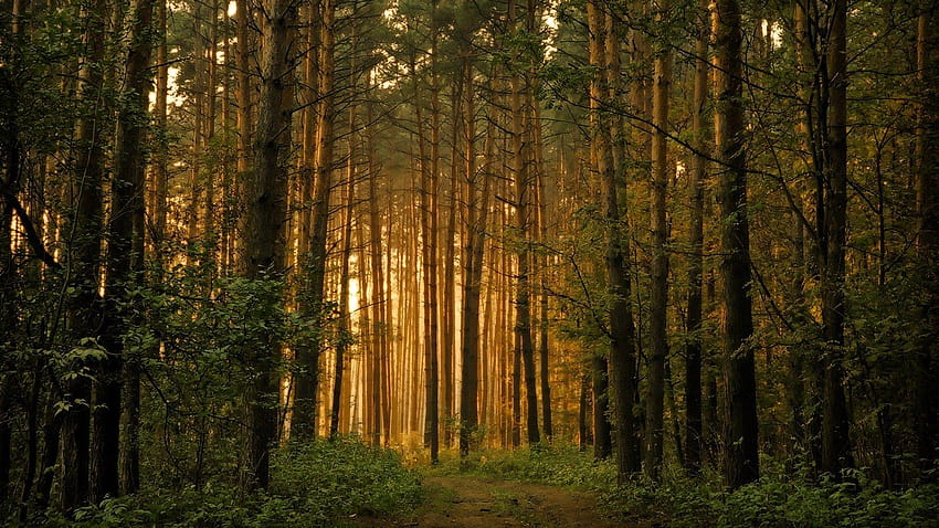 Lasy: Lasy Drzewa Scena Słońce Podwójne dla 16:9 Wysokie, leśne tło Tapeta HD