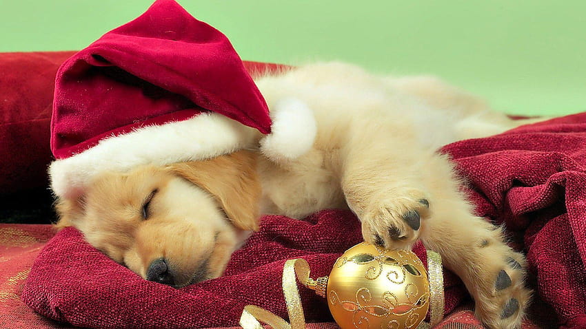 Of dogs at christmas, cute dog christmas HD wallpaper | Pxfuel