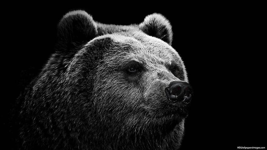 Pin on Bears, animal totem HD wallpaper