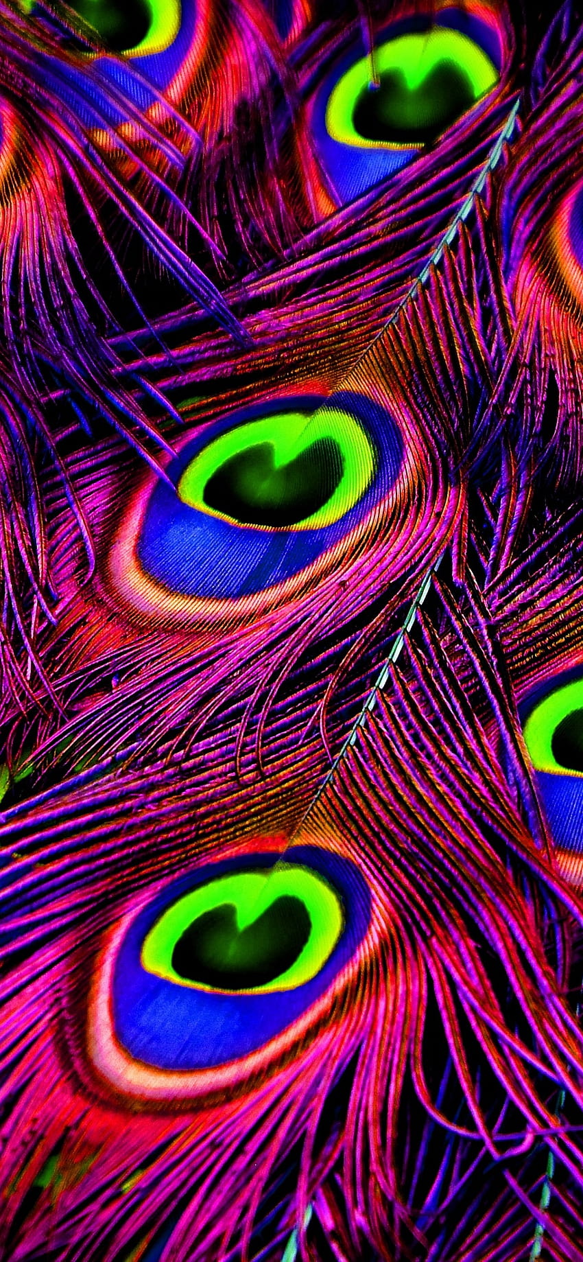 Pluma de pavo real, Plumaje, Rueda de pavo real, Púrpura, Vibrante, grafía, iphone krishna pluma de pavo real fondo de pantalla del teléfono