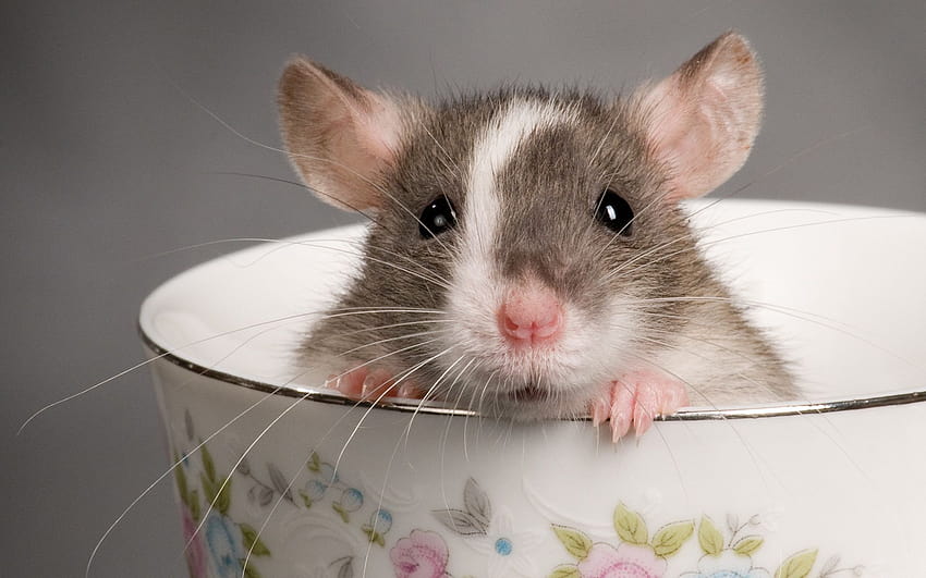 Baby Rat, cute rat HD wallpaper