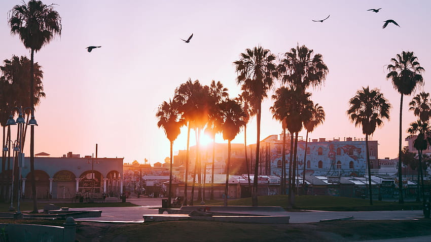 3840x2160 Palmen, Morgendämmerung, Vögel, Venice Beach, Los Angeles, Vereinigte Staaten u 16:9 Hintergründe, La Beach HD-Hintergrundbild
