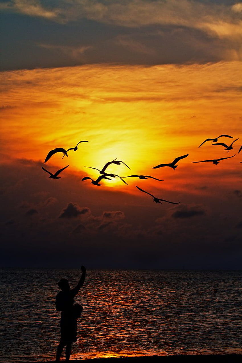 : flock of gulls, birds, sea, silhouettes, sunset, sandhill cranes birds mist sunrise HD phone wallpaper