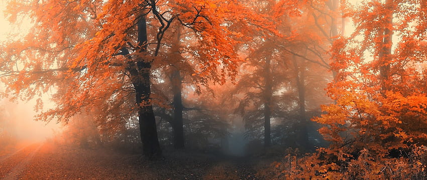 : światło słoneczne, las, graficznie, ultra szeroki, pożar, drzewo, jesień, liść, pora roku, siedlisko, środowisko naturalne, zjawisko atmosferyczne 2560x1080, ultraszeroka jesień Tapeta HD