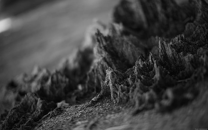 Tree stump / macro black and white HD wallpaper
