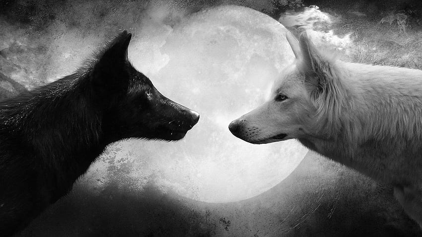 4 Black and White Wolf, wolf pc HD wallpaper