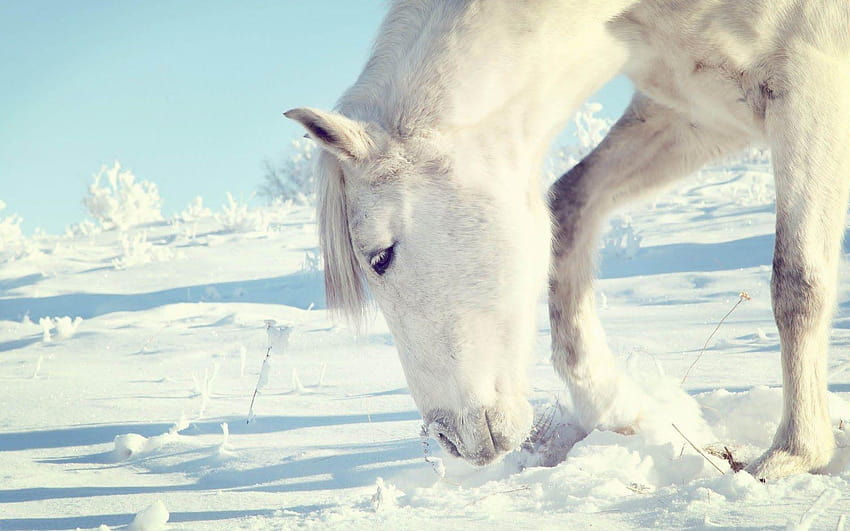 Hite Horses In Snow , Backgrounds, horses in the snow HD wallpaper