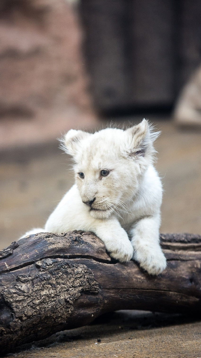 Pin di iPhone, lion cubs android HD phone wallpaper