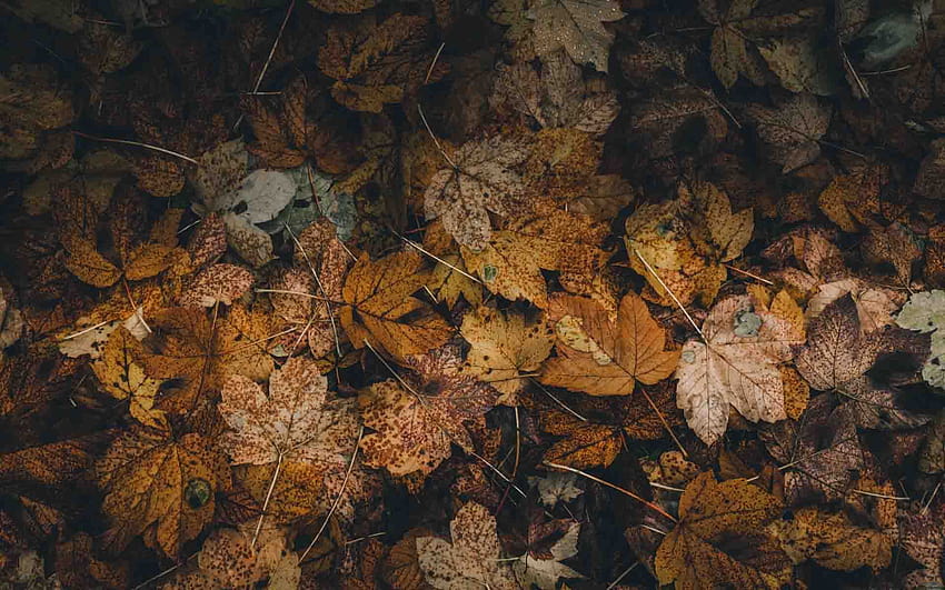 Fallen leaves, brown autumn leaf HD wallpaper
