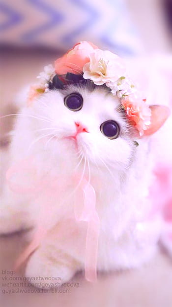Cute girly kitten HD wallpapers | Pxfuel