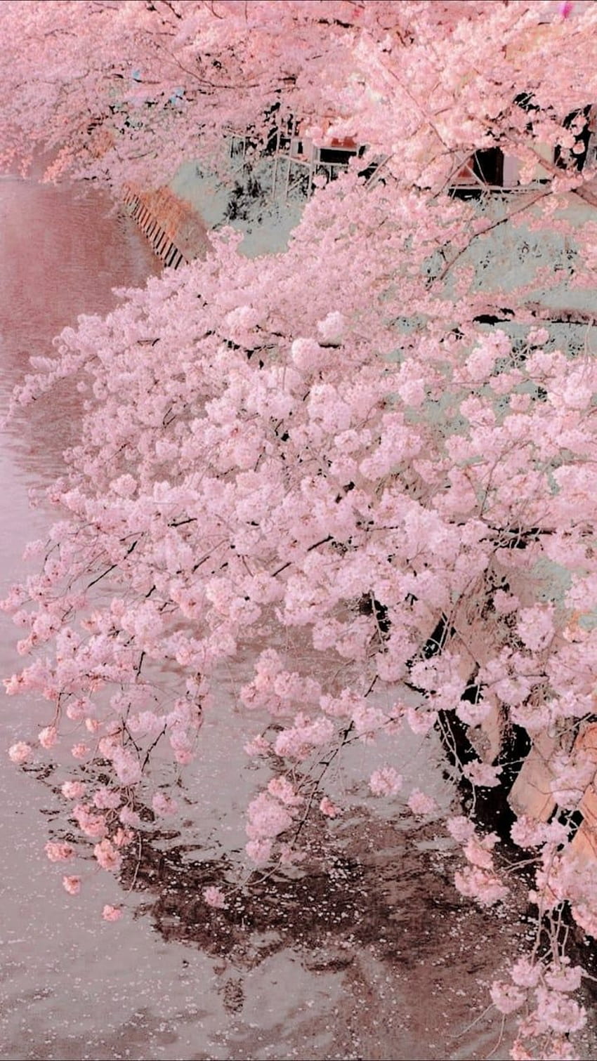 Aesthetic Cherry Blossoms, sakura tree aesthetic HD phone wallpaper | Pxfuel
