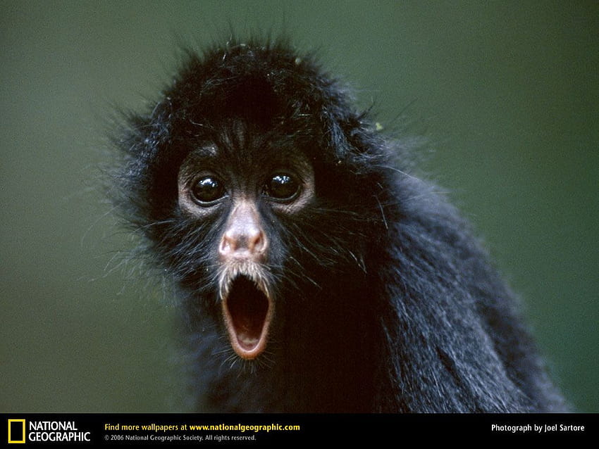 Monkey Spider Monkey [1024x768] for your , Mobile & Tablet 高画質の壁紙