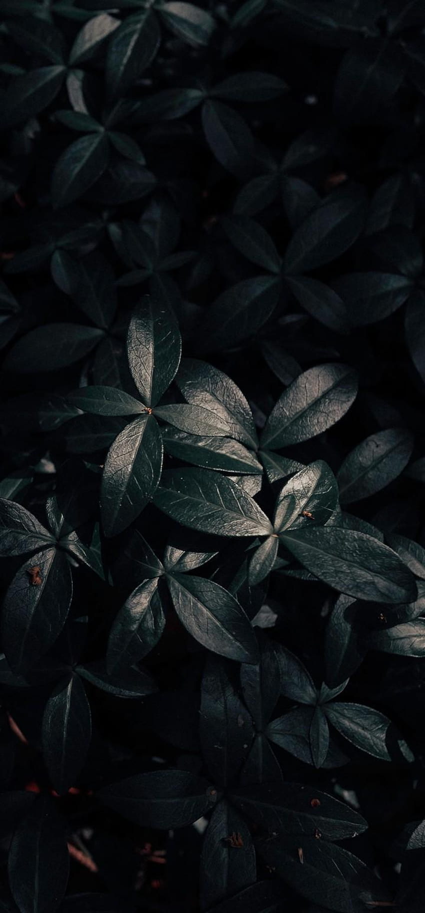 Plant Leaves Dark, 7201544 HD phone wallpaper | Pxfuel