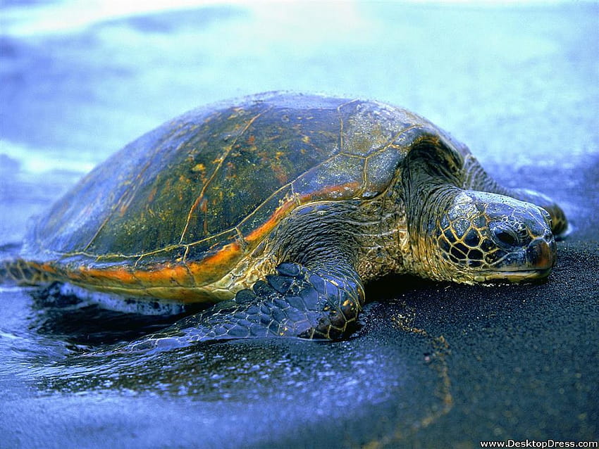 » Animals Backgrounds » A 04 Hawaiian Sea Turtle » www.dress, sea level HD wallpaper