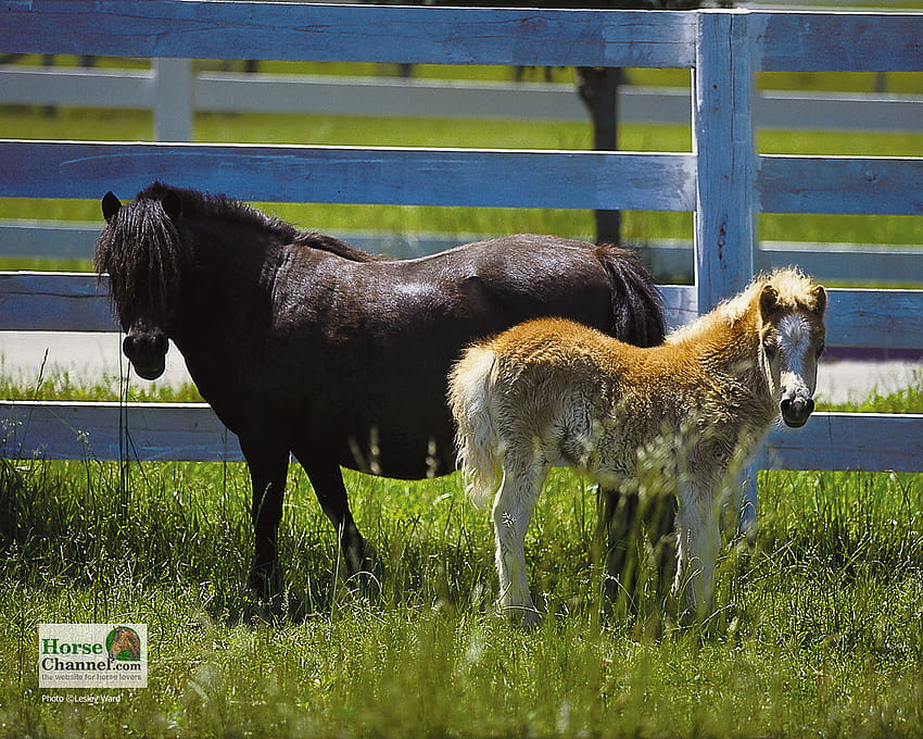 Miniature Horse HD wallpaper | Pxfuel