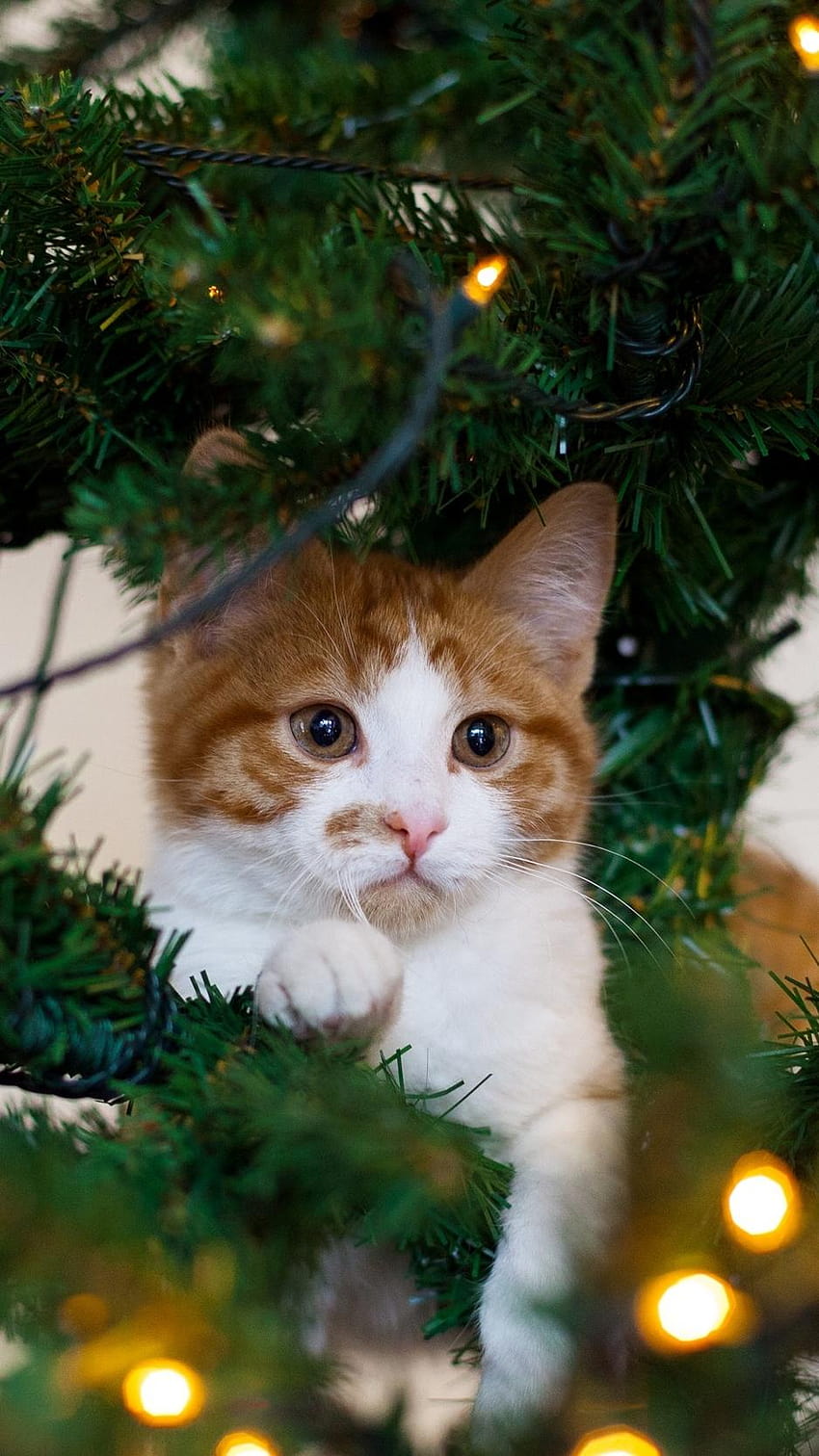 938x1668 cat, kitten, christmas tree, wonderment christmas tree HD phone wallpaper