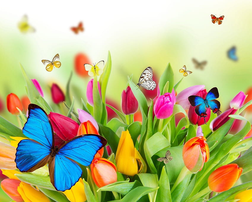 Tulips, butterflies, easter butterflies HD wallpaper | Pxfuel
