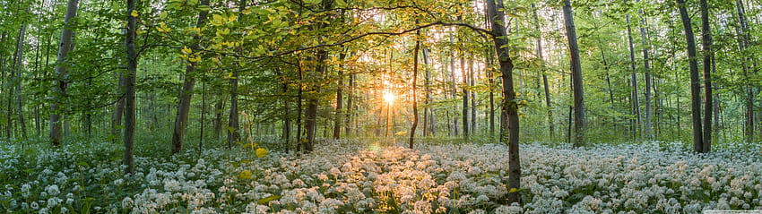 Forest In The Spring Ultra Backgrounds for U TV : & UltraWide & Laptop : Multi Display, Dual Monitor : Tablet : Smartphone, spring 5120x1440 HD wallpaper