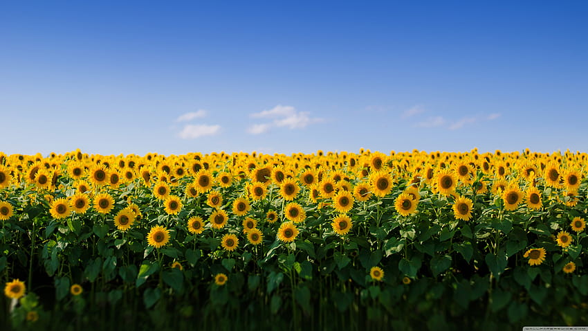 Sunflower Field Aesthetic Ultra Backgrounds, aesthetic macbook HD wallpaper