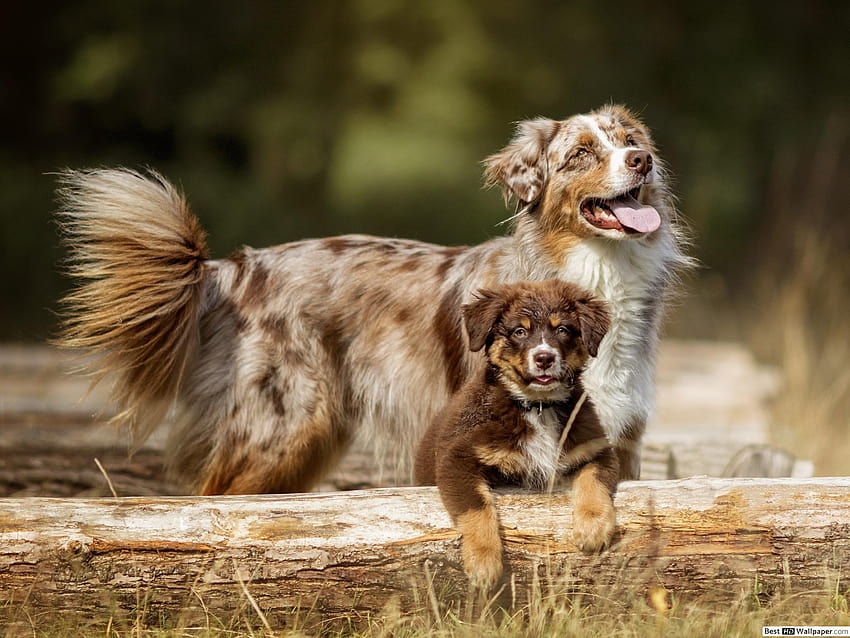 Berger australien, chien et chiot, fête des mères chien Fond d'écran HD