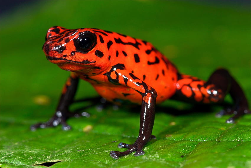 Poison dart frog 11 HD wallpaper | Pxfuel