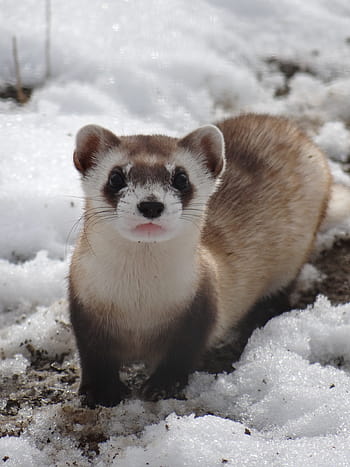 Ferret Dubbed 'Rarest Mammal in North America' Found in Garage, Re ...