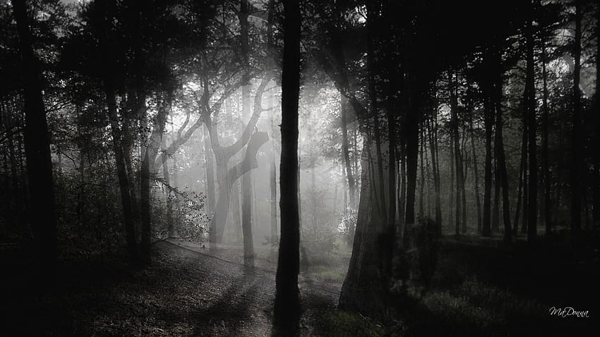 Gothic In The Woods, gruseliger Wald HD-Hintergrundbild