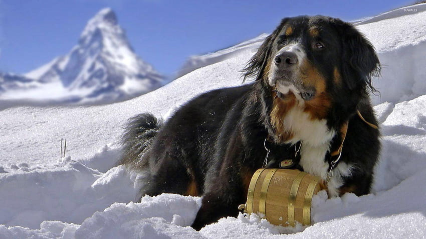 Bernese Mountain Dog HD wallpaper