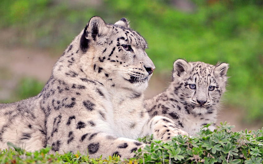 Kar leoparı yavrusu, kar leoparı yavruları HD duvar kağıdı