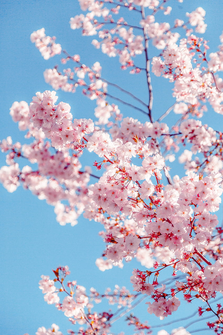 Latar Belakang Musim Semi Terbaik ·, samsung spring wallpaper ponsel HD