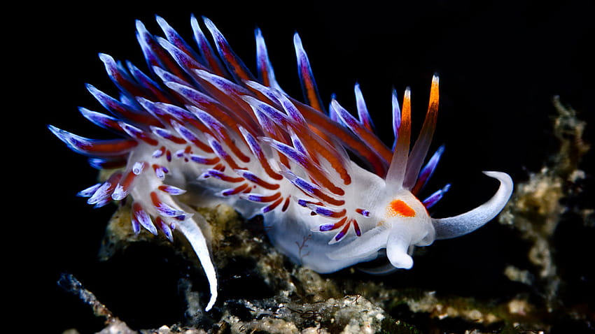 Cuando esta babosa de mar come, prefiere el pavo del mar, nudibranquio fondo de pantalla