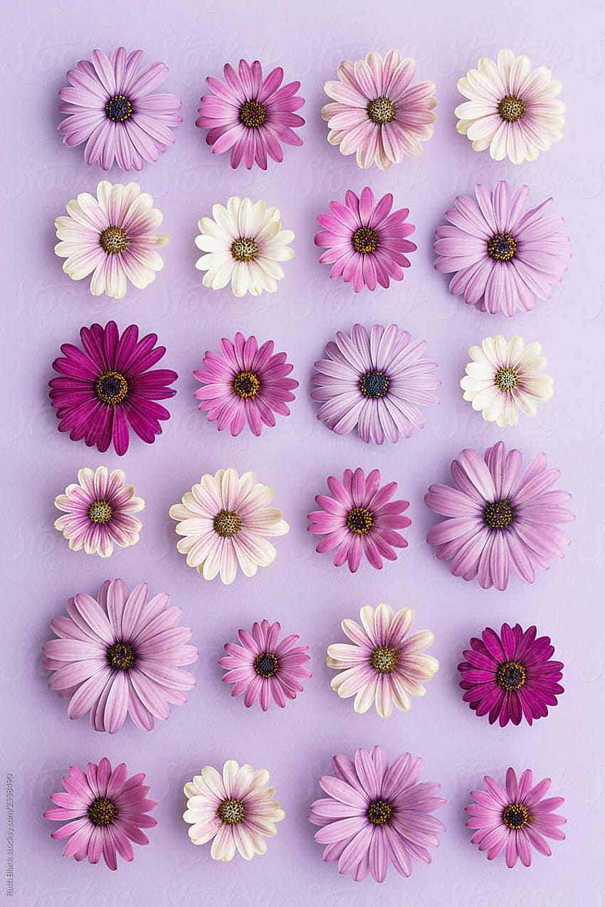 Purple Daisy by Ruth Black, purple daisies HD phone wallpaper