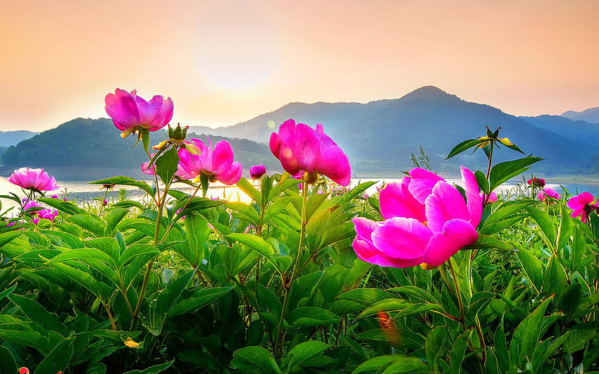 Isla de Daecheongdo en Incheon, Corea del Sur, campo de flores de peonía, campo de flores ultra fondo de pantalla